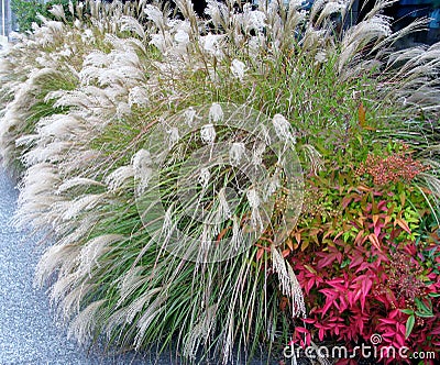 Chinese Silver Grass and Heavenly Bamboo shrub Stock Photo