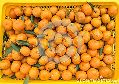 Chinese small cumquat oranges Stock Photo