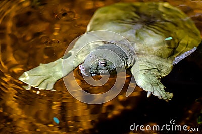 The Chinese softshell turtle Pelodiscus sinensis Stock Photo