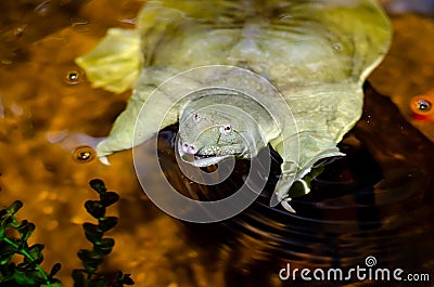 The Chinese softshell turtle Pelodiscus sinensis Stock Photo