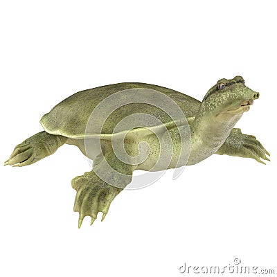 Chinese softshell turtle Pelodiscus sinensis on white. 3D illustration Cartoon Illustration