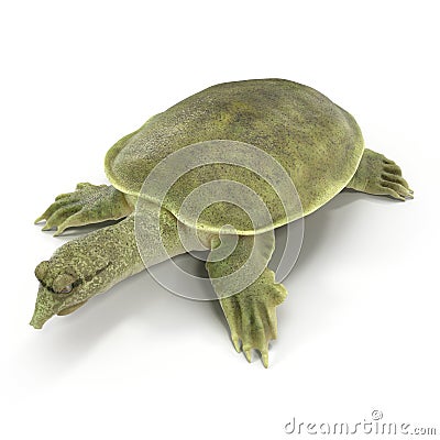 Chinese softshell turtle Pelodiscus sinensis on white. 3D illustration Cartoon Illustration