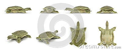 Chinese Softshell Turtle renders set from different angles on a white. 3D illustration Cartoon Illustration