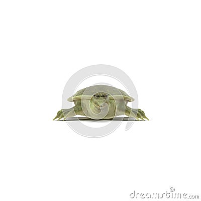 Chinese Softshell Turtle on white. 3D illustration Cartoon Illustration