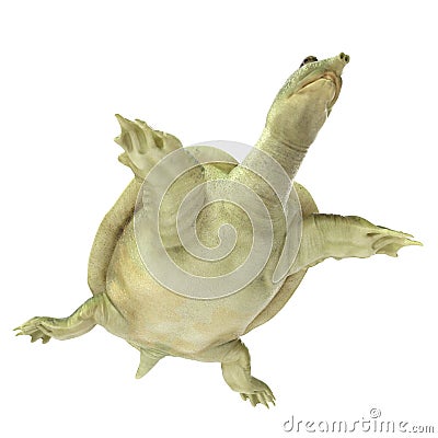 Chinese Softshell Turtle on white. 3D illustration Cartoon Illustration