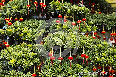 Chinese Spring Festival. Tree and Chinese lanterns Stock Photo