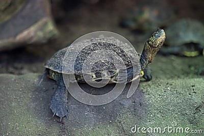 Chinese stripe-necked turtle (Ocadia sinensis). Stock Photo