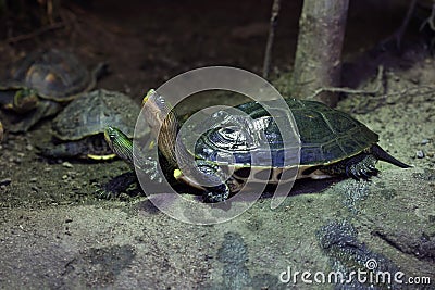 Chinese stripe-necked turtle (Ocadia sinensis). Stock Photo