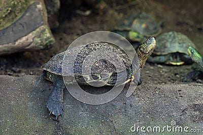 Chinese stripe-necked turtle (Ocadia sinensis). Stock Photo