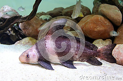 Chinese sucker or high-fin banded shark Myxocyprinus asiaticus Stock Photo