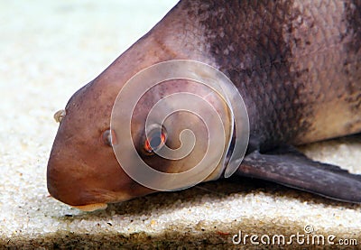 Chinese sucker or high-fin banded shark Myxocyprinus asiaticus Stock Photo