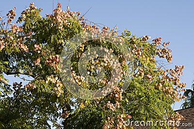 Chinese Tallow Tree Stock Photo