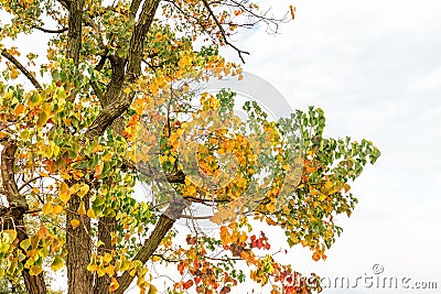 Chinese tallow tree Stock Photo