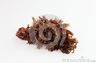 Chinese toon sprouts Stock Photo