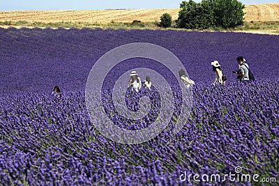 Chinese tourists walking among lavender fields, Provence Editorial Stock Photo