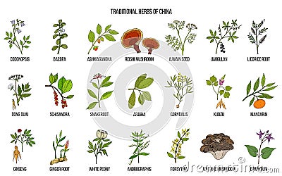 Chinese traditional medicinal herbs Vector Illustration