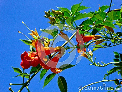 Chinese trumpet creeper blooming Stock Photo