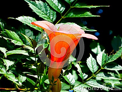 A Chinese trumpet creeper blooming Stock Photo