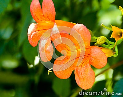 Chinese trumpet creeper blooming Stock Photo