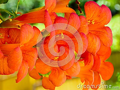 Chinese trumpet creeper blooming Stock Photo