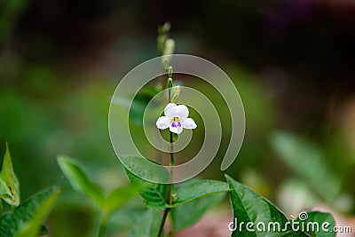 Chinese violet or Coromandel or Ganges primrose or Ganges River asystacia or Philippine violet or Creeping foxglove or Baya,use Stock Photo