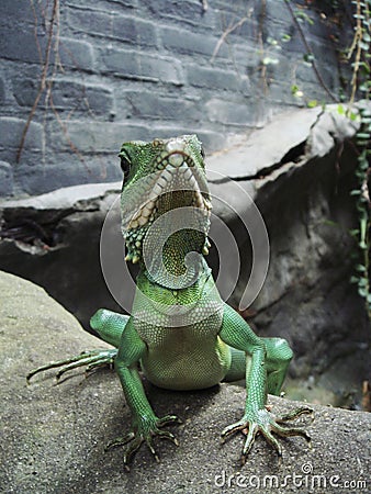 Chinese Water Dragon Stock Photo