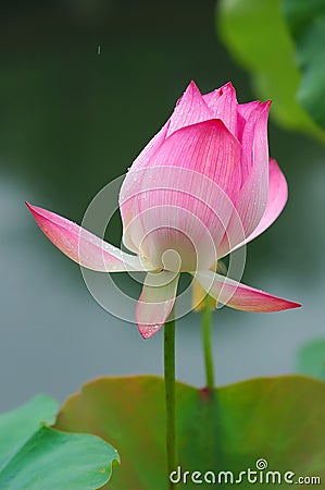 Chinese water lily Stock Photo