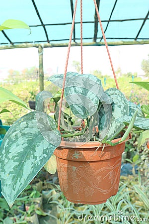 Chinese Wild Ginger leaf plant on farm Stock Photo