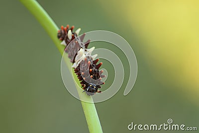 Chinese Windmill butterfly - Atrophaneura alcinous Stock Photo
