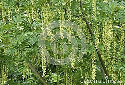 Chinese Wingnut Stock Photo