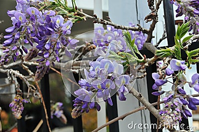 Wisteria sinensis blossoms on a vine Stock Photo