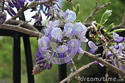 Wisteria sinensis blossoms on a vine Stock Photo