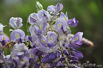 Wisteria sinensis blossoms on a vine Stock Photo