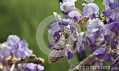 Wisteria sinensis blossoms on a vine Stock Photo