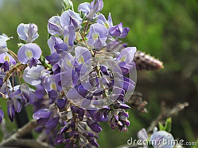 Wisteria sinensis blossoms on a vine Stock Photo