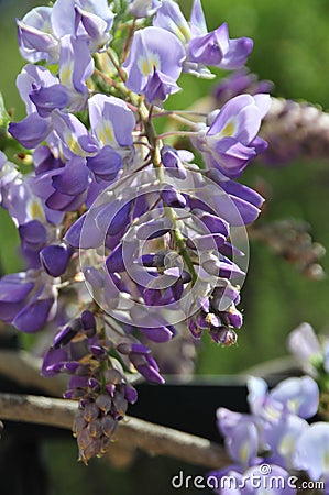 Wisteria sinensis blossoms on a vine Stock Photo