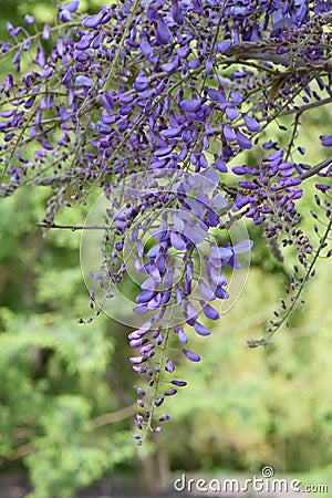Chinese wisteria, Wisteria sinensis, flower racemes Stock Photo