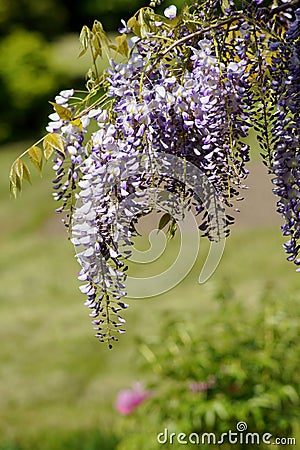 Chinese Wisteria - Wisteria blooming in summer garden . Wisteria sinensis Sweet Stock Photo