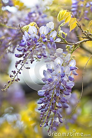 Chinese Wisteria or Wisteria sinensis Stock Photo