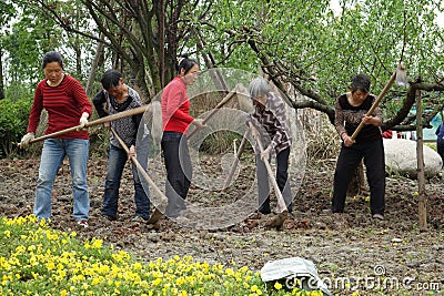 Chinese women are ploughing the field Editorial Stock Photo