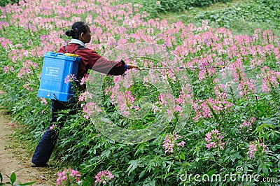 Chinese worker spraying pesticides Editorial Stock Photo