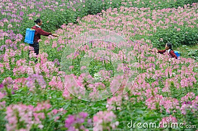 Chinese worker spraying pesticides Editorial Stock Photo