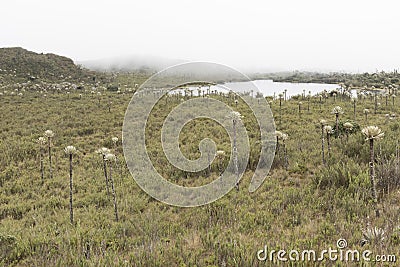 Chingaza, Colombia. Buitrago lagoons, moor, hills, mist and frailejon, espeletia Stock Photo