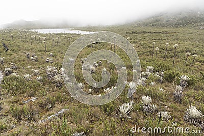 Chingaza, Colombia. Buitrago lagoons, moor, hills, mist and frailejon, espeletia Stock Photo