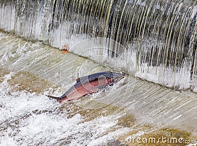 Chinook Coho Salmon Jumping Issaquah Hatchery Washington State Stock Photo