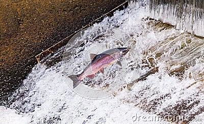 Chinook Coho Salmon Jumping Issaquah Hatchery Washington State Stock Photo