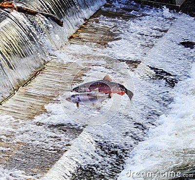 Chinook Coho Salmon Jumping Issaquah Hatchery Washington State Stock Photo