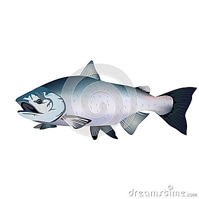 Chinook salmon or King salmon vector illustration clip art Vector Illustration
