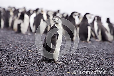 Chinstrap Penguin Antarctica Stock Photo