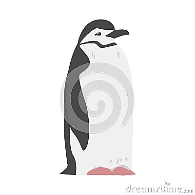 Chinstrap Penguin as Aquatic Flightless Bird with Flippers for Swimming in Standing Pose Vector Illustration Vector Illustration